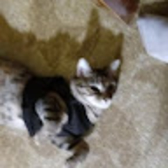 Meet your Posher, Rebecca lynn - Picture 1 of 1